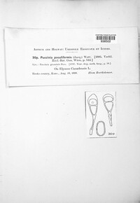 Puccinia poculiformis image